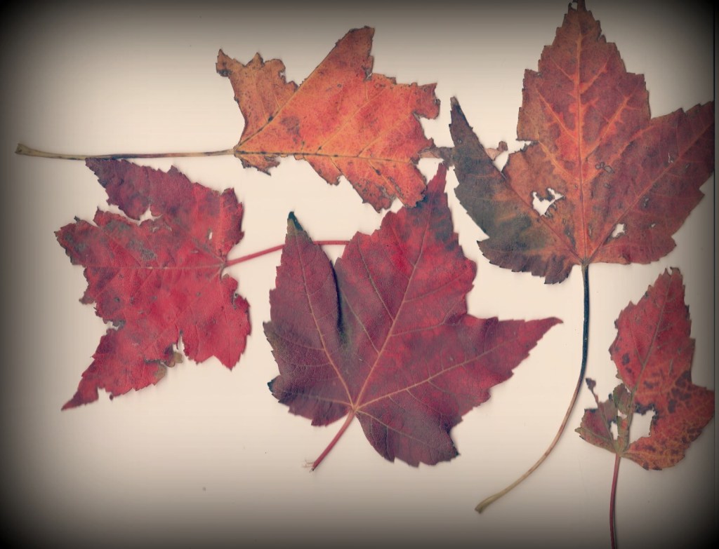 Leaves-page-001