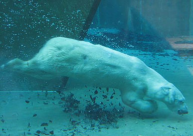 Polar Bear Diving