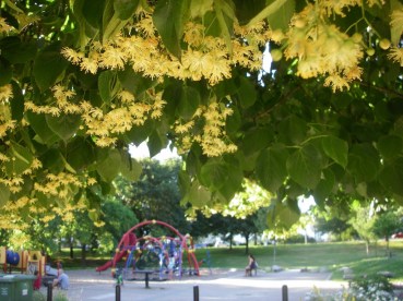 linden-tree-playground-1024x768